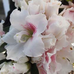 Azalea japonesa blanca